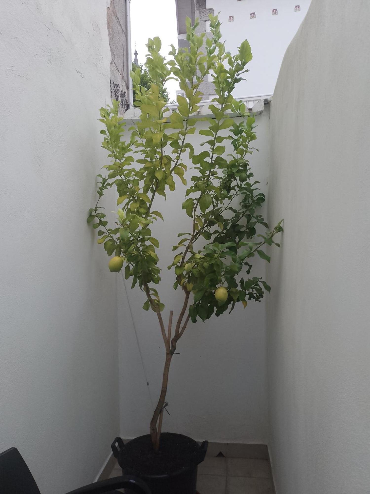 דירות מונדקה Atalaya מראה חיצוני תמונה